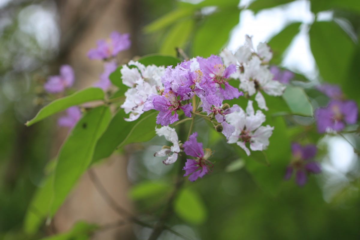 Lagerstroemia subcostata Koehne